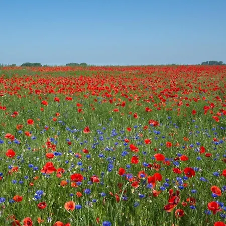 Apartment Ferienwohnungen Goehren *